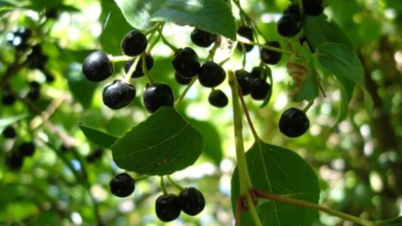 O maqui é considerado um dos frutos com maior concentração de antioxidantes do mundo superando o açaí e o mirtilo em propriedades regenerativas/Wikipédia