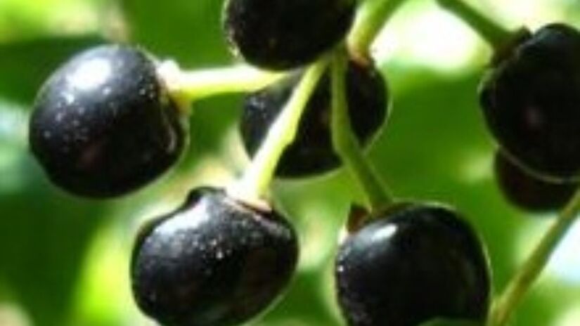 Nativa da Patagônia, a pequena fruta de cor roxa intensa é utilizada há séculos por povos originários para combater inflamações e fortalecer o sistema imunológico/Wikipédia