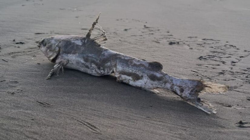 A orientação das autoridades é não tentar retirar o ferrão por conta própria. A vítima deve procurar atendimento médico o mais rápido possível para que a remoção seja feita por um profissional habilitado (Márcio Ribeiro/DL)