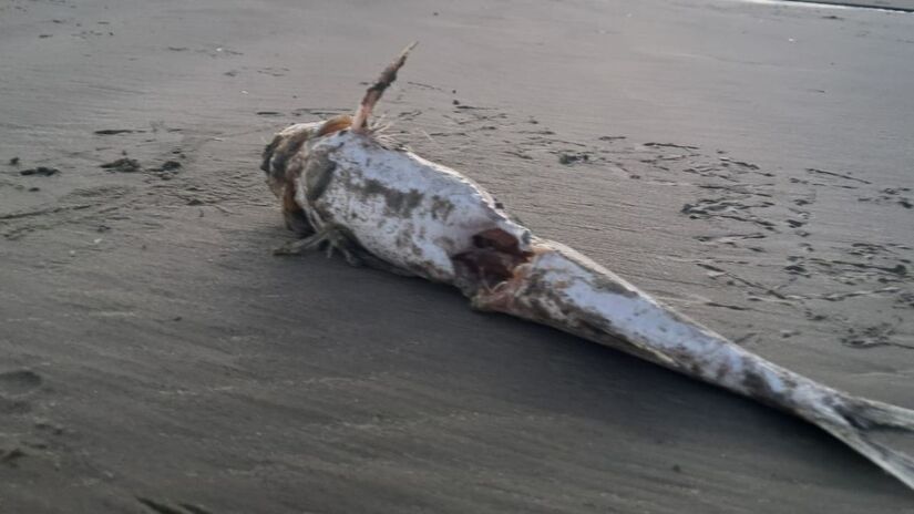 Até o atendimento médico, recomenda-se colocar o local afetado em água morna ou aplicar compressas, medida que ajuda a aliviar a dor (Márcio Ribeiro/DL)