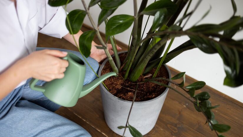 Além do valor decorativo, plantas em vasos simbolizam intenção e renovação no início do ano