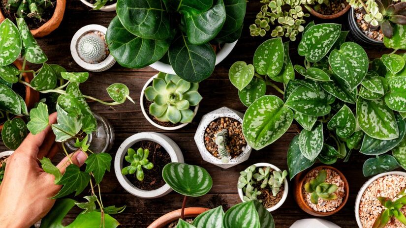 Plantas em vasos ganham espaço nos ambientes da casa após a virada do ano, reforçando hábitos de cuidado e organização / Freepik