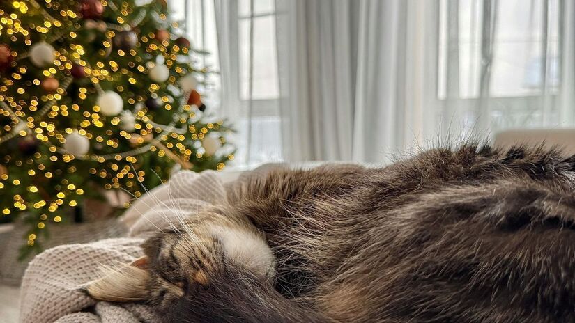 De acordo com a tradição popular, respeitar a data do dia 6 para guardar os enfeites evita quebrar o ciclo e garante que as boas energias do Natal permaneçam /Pexels