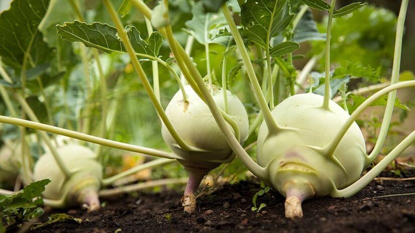 Rica em fibras e antioxidantes, a couve-r&aacute;bano ganha espa&ccedil;o na rotina de quem busca um intestino mais equilibrado e menos desconfortos abdominais /Pixabay