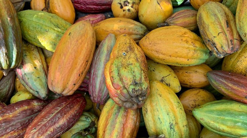 Para quem busca controle de peso, o consumo moderado de cacau amargo estimula a liberação de hormônios da saciedade, ajudando a diminuir a vontade de comer doces/Pexels