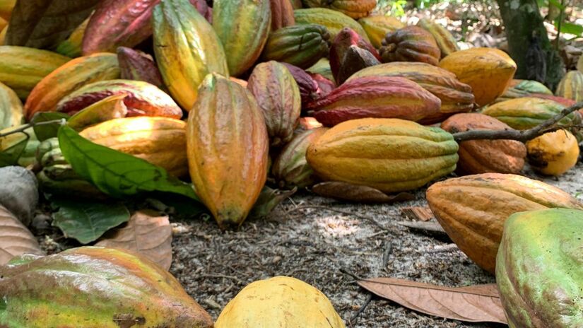 O grão de cacau era considerado a moeda de troca e o alimento dos deuses para as civilizações Asteca e Maia antes de ser levado para a Europa no século XVI/Pexels