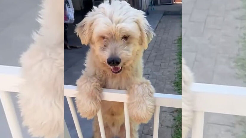 Cães com deficiências físicas ou sensoriais tendem a esperar mais tempo por adoção / Reprodução/Instagram/Hyppet