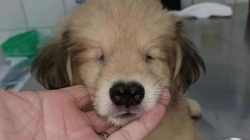 Fofo costuma atrair pretendentes logo no primeiro contato / Reprodução/Instagram/Hyppet