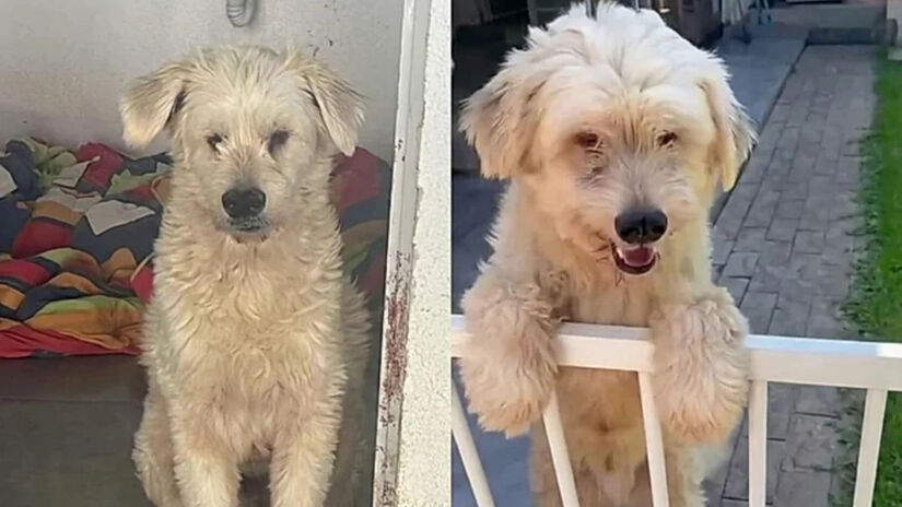 Atualmente com cerca de três anos, o cachorro está castrado, vacinado e apto para convivência familiar imediata / Reprodução/Instagram/Hyppet