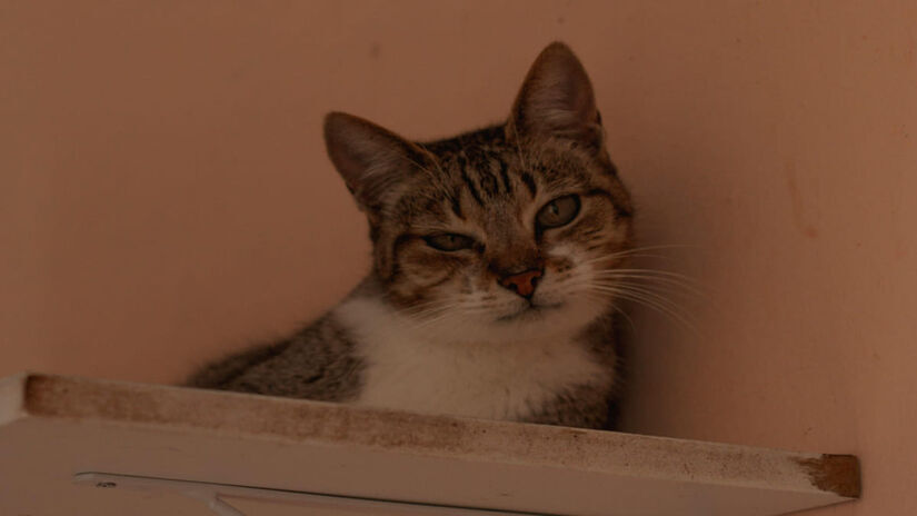 Além do carinho popular, os gatos também tiveram um papel essencial na história da cidade ao controlar roedores em portos e armazéns, ajudando na saúde pública por séculos. (Cibelebergamim/Pexels)