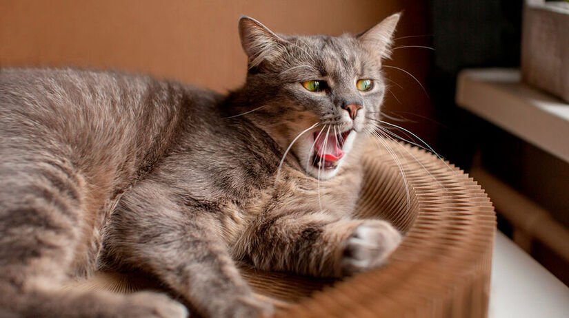 Estima-se que a cidade tenha mais gatos do que moradores humanos, com centenas de milhares de felinos vivendo livremente nas ruas, praças e comércios, cuidados informalmente pela população. Freepik