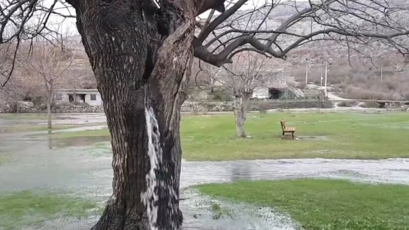 Amoreira centen&aacute;ria em Montenegro jorra &aacute;gua ap&oacute;s o fim do inverno e vira atra&ccedil;&atilde;o tur&iacute;stica/Reprodu&ccedil;&atilde;o