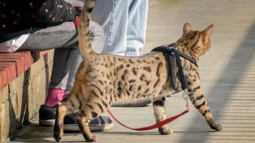 O cheetoh combina seu porte elevado com pernas longas e alto nível de atividade / Reprodução/cats.com