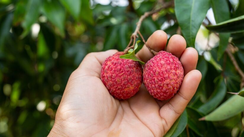 O principal inimigo da lichieira &eacute; o &aacute;caro-da-erinose, praga que deforma as folhas e pode impedir a flora&ccedil;&atilde;o se n&atilde;o houver manejo correto. Freepik