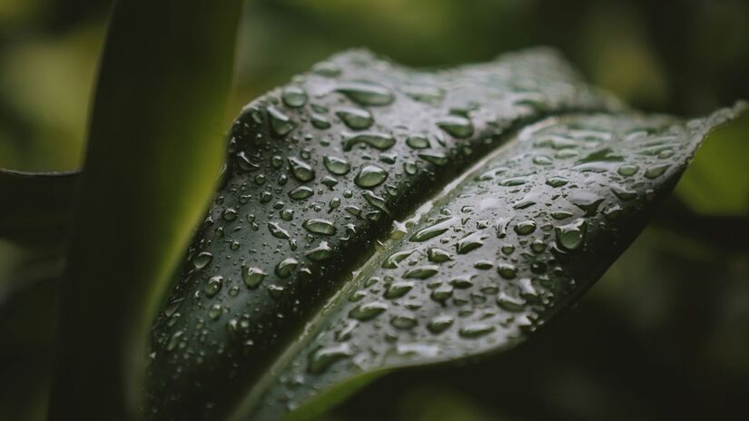 Use-a para lavar o chão ou regar plantas ornamentais, mas mantenha-a longe de humanos, pets e hortas caseiras/Pexels