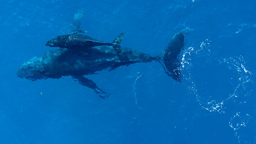 Mistura genética inesperada: as baleias-azuis do Atlântico Norte carregam genes das baleias-fin, ajudando a fortalecer a espécie. Freepik