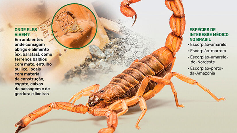  Divulgação/Butantan