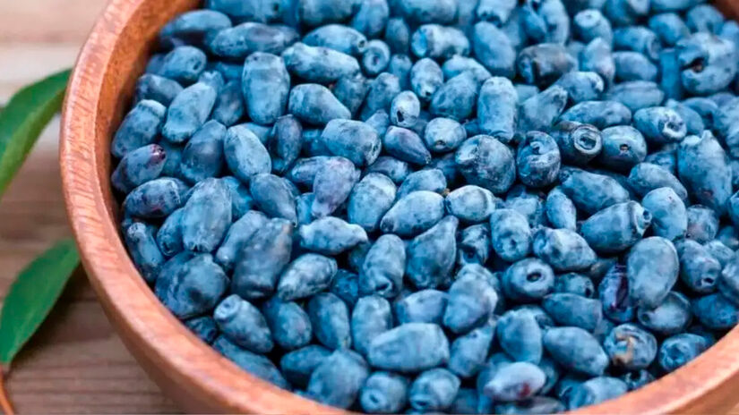 A fruta concentra polifenóis e flavonoides associados à proteção celular. Reprodução/Youtube