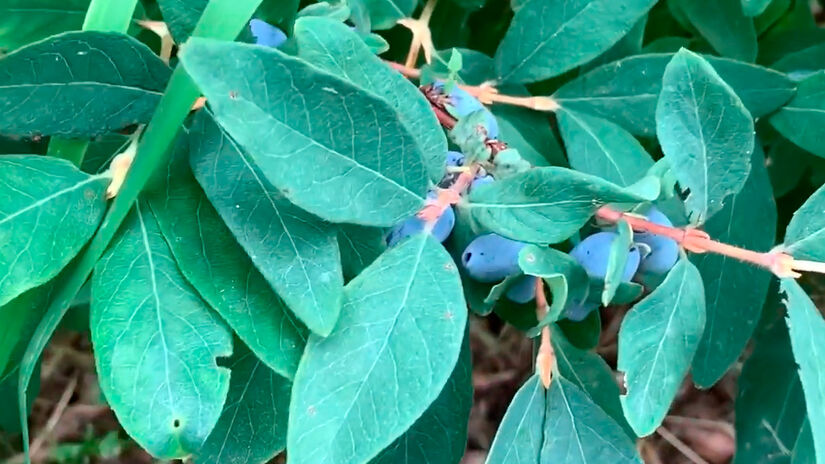 Antes dos suplementos modernos, a baga de Kamchatka já fazia parte da alimentação tradicional focada em bem-estar. Reprodução/Youtube