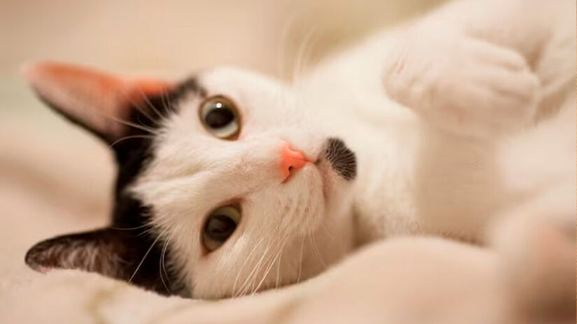 &Aacute;gua fresca, sombra e boa ventila&ccedil;&atilde;o fazem toda a diferen&ccedil;a para o bem-estar do gato no calor/Pixabay