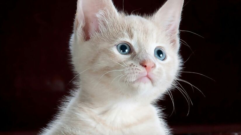 Agressividade redirecionada: Às vezes, o gato vê algo que o estressa (como outro gato no quintal através da janela). Se você fizer carinho nele nesse momento de tensão, ele descarrega o estresse na sua mão, mesmo que você não seja a causa do problema/Pexels