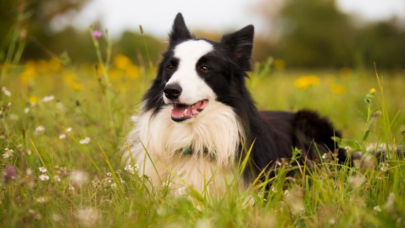 Border Collie / Pixabay