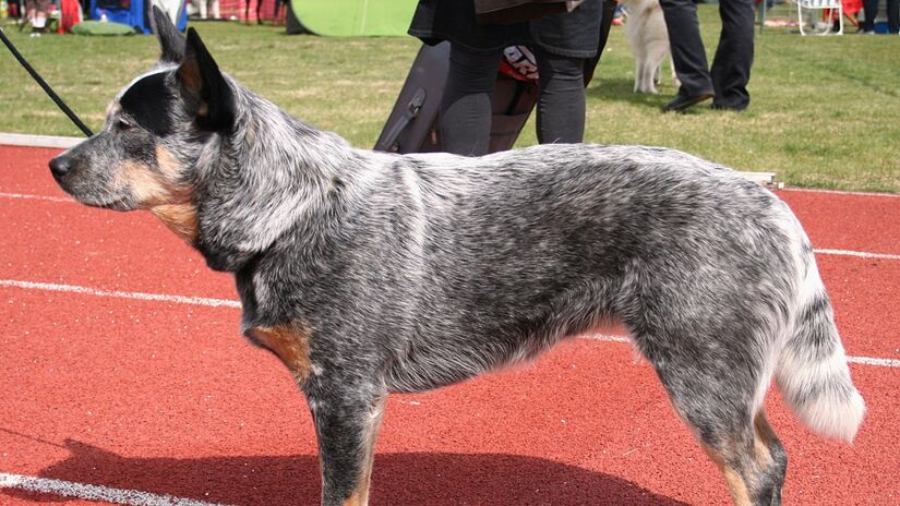 Boiadeiro australiano / Pleple2000/Wikimedia Commons