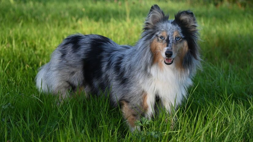 Pastor de shetland / Pixabay
