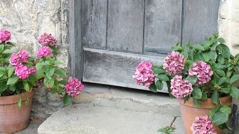 Para mantê-las radiantes, o truque é garantir uma rega profunda e consistente, preferencialmente nas primeiras horas da manhã. Folhas murchas ao meio-dia são um sinal claro de que a planta está sofrendo com o calor/Pexels