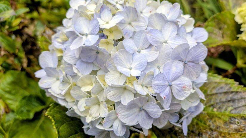 Elas são muito mais tolerantes ao sol e ao calor do que as tradicionais, florescendo com vigor mesmo em condições que fariam outras espécies murchar. Beleza clássica com muito menos preocupação/Pexels