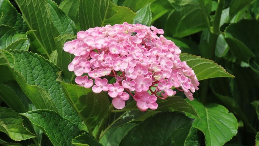 Para garantir que elas voltem com tudo no próximo ano, a poda correta no inverno é essencial. Remover galhos secos e flores velhas permite que a planta concentre energia para o próximo espetáculo de cores/Pexels