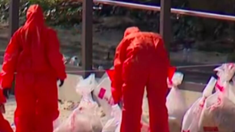 Para conter a crise ambiental, o governo de Nova Gales do Sul anunciou um investimento bilionário em obras de reestruturação. Captura de tela/YouTube/7 News