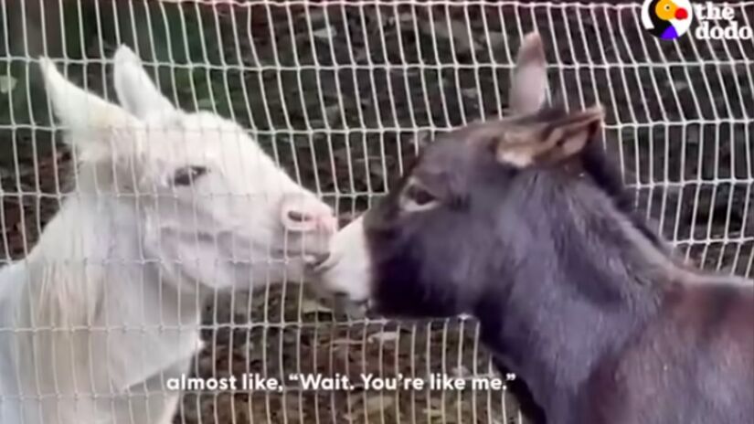 Hoje, Jack e Ru s&atilde;o insepar&aacute;veis: Uma amizade improv&aacute;vel que prova que o amor, o cuidado e a conex&atilde;o curam  em qualquer esp&eacute;cie. Captura de Tela/YouTube/The Dodo