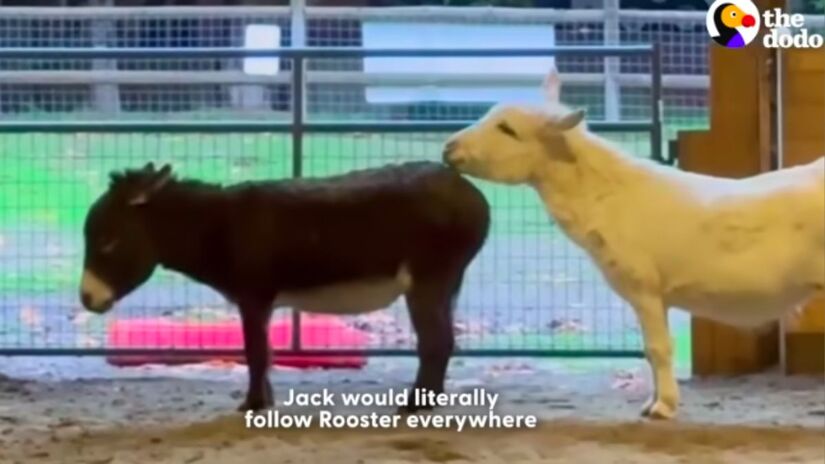 Depois de anos esquecido e vivendo em sil&ecirc;ncio, Jack finalmente ganhou uma segunda chance. Captura de tela/YouTube/The Dodo