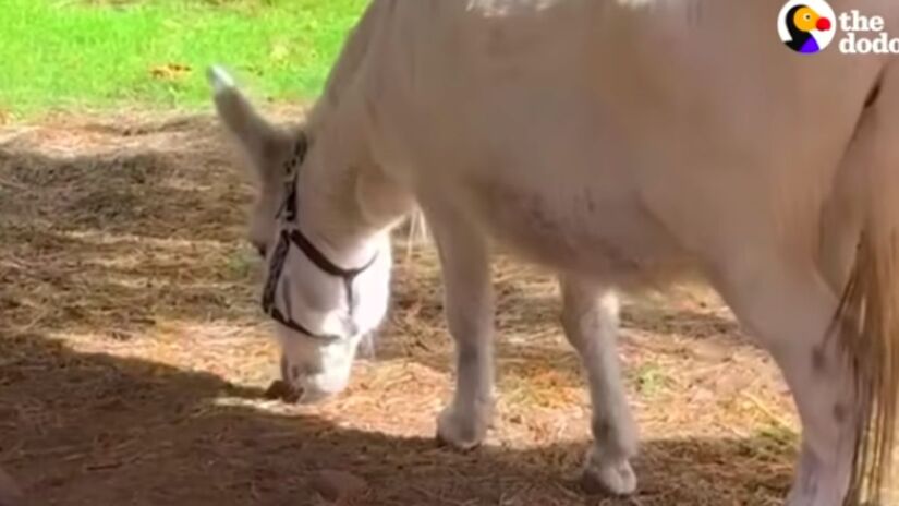 Jack passou anos esquecido, vivendo sozinho e com medo do mundo ap&oacute;s sofrer neglig&ecirc;ncia e viol&ecirc;ncia. Captura de tela/YouTube/The Dodo