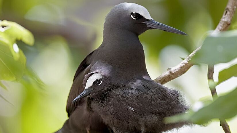 Em um para&iacute;so mar&iacute;timo, uma &aacute;rvore transforma o solo da floresta em armadilha para p&aacute;ssaros jovens/Freepik