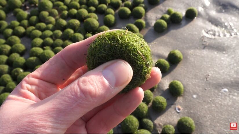 As bolas verdes se formam quando algas filamentosas crescem e se enrolam naturalmente em águas ricas em nutrientes / Reprodução/YouTube