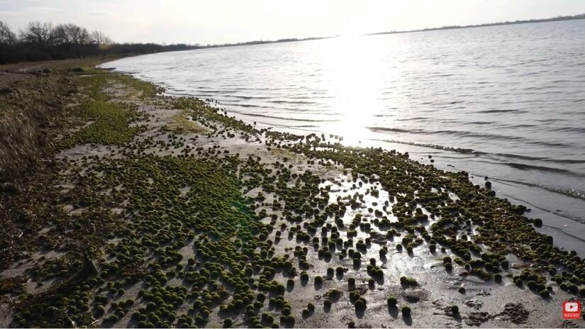 Essas formações são mais comuns em lagos com boa luminosidade e alta concentração de nutrientes / Reprodução/YouTube