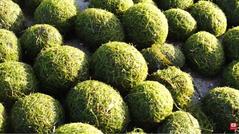 Apesar da aparência curiosa, elas indicam um ambiente aquático com excesso de nutrientes / Reprodução/YouTube