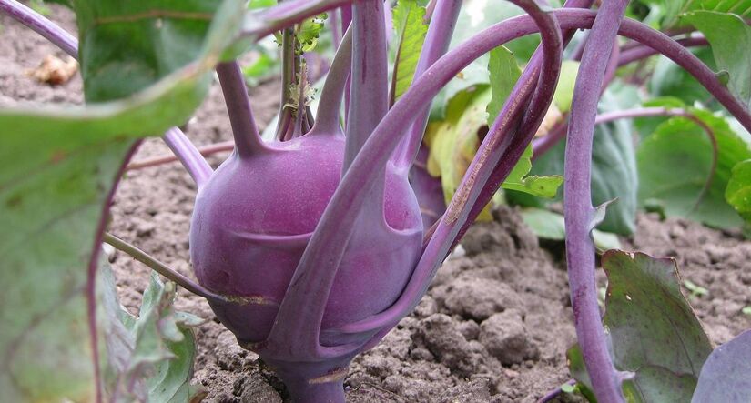 Consumida crua ou cozida, a couve-r&aacute;bano contribui para um sistema digestivo mais eficiente e ainda refor&ccedil;a a imunidade gra&ccedil;as &agrave; vitamina C /Pixabay