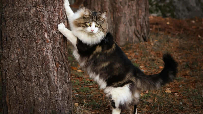 O Gato da Floresta Norueguesa também se destaca pelo porte robusto, habilidade para escalar e pelagem espessa / Unsplash/elena_yt
