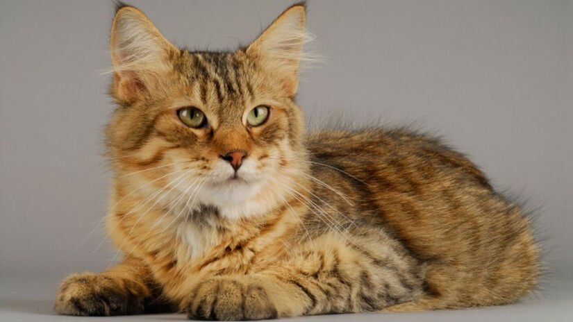 O Pixie-bob, apesar do tamanho, tende a apresentar comportamento mais estável e energia moderada / Reprodução/cats.com