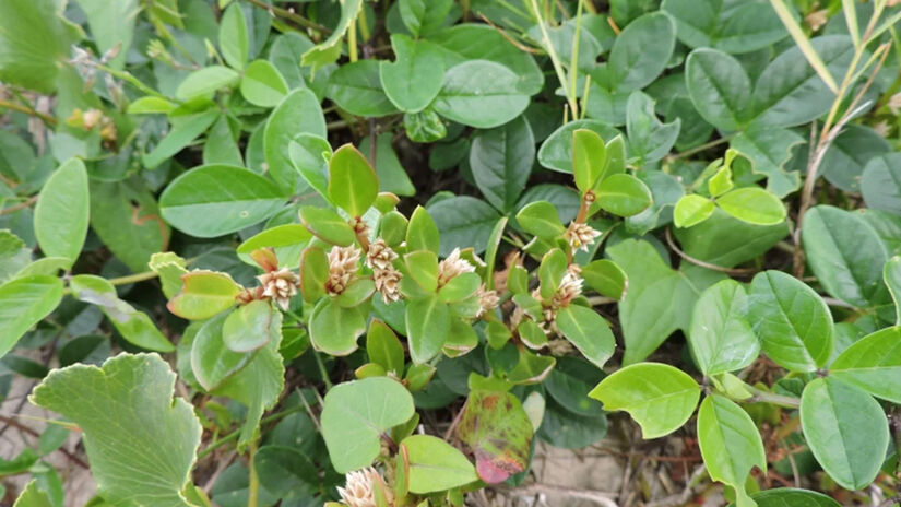 O trabalho foi publicado no Journal of Ethnopharmacology e seguiu uma abordagem integrada / Divulgação/Fabrício Riella/iNaturalist