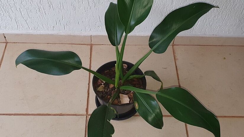 Plantas posicionadas na entrada simbolizam crescimento e renovação, mas espécies frágeis ou mal cuidadas podem interferir negativamente no fluxo energético do lar. Wikipedia