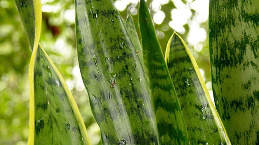 O Feng Shui não avalia apenas a estética da entrada, mas também a sensação de cuidado e estabilidade que o espaço transmite logo no primeiro contato com a casa. Wikipedia