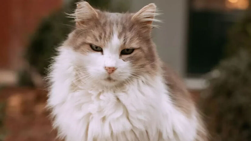 O Ragamuffin tem corpo volumoso e pelagem macia / Reprodução/Canva