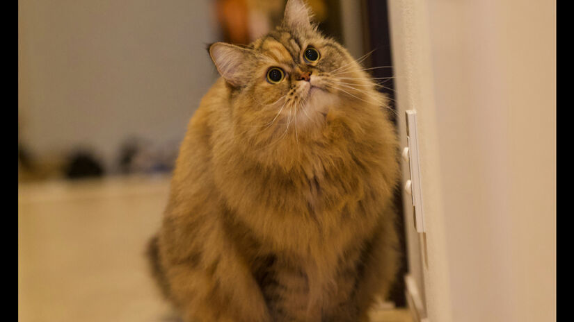 O Ragamuffin também é um bom exemplo de gato grande associado a temperamento calmo / Unsplash/wddwycc