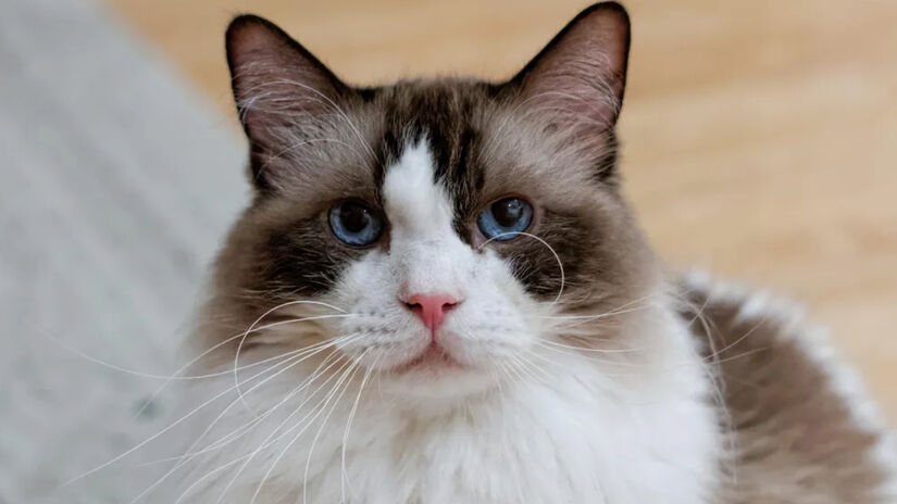 O Ragdoll é conhecido por seu temperamento calmo / Flickr/drbradkent/CreativeCommons