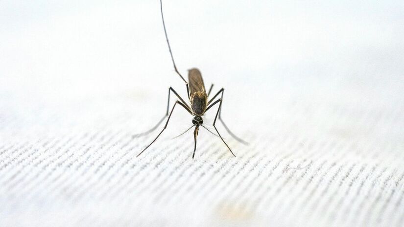 Engenheiro químico revela a proporção exata para um repelente natural que afasta mosquitos e hidrata a pele/Pexels