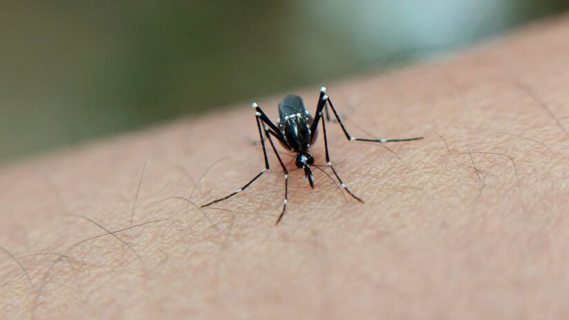 Dica de especialista: adicionar glicerina ao seu repelente caseiro evita o ressecamento causado pelo álcool/Pexels